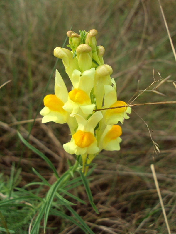 Image of Linaria vulgaris specimen.