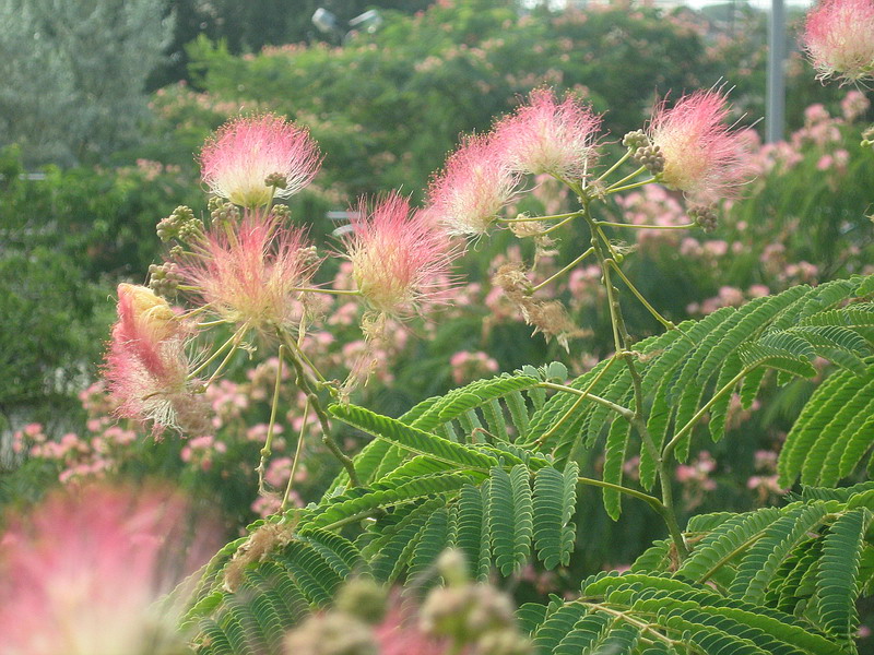 Изображение особи Albizia julibrissin.