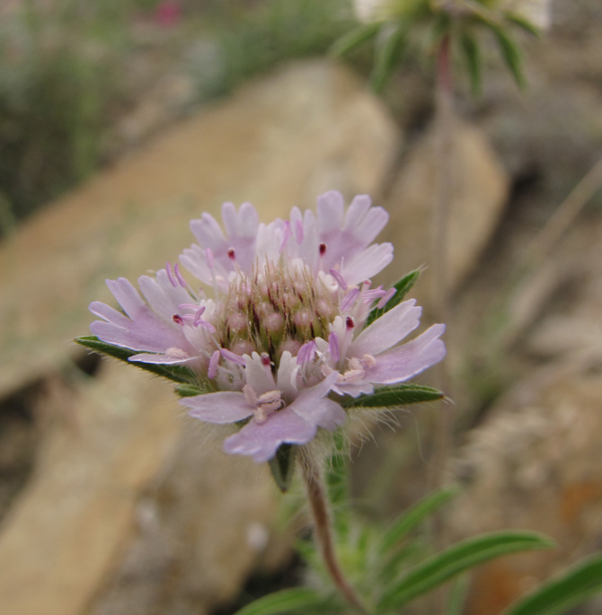 Изображение особи Lomelosia rotata.