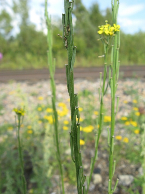 Image of Erysimum hieraciifolium specimen.