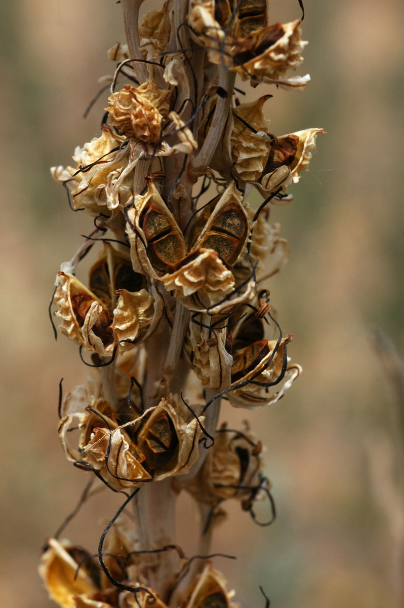 Image of Eremurus cristatus specimen.