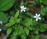 Moehringia lateriflora. Верхушки цветущих растений. Бурятия, южная часть Баргузинского хребта, берег р. Большой Чивыркуй. 17.07.2009.