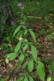 Klasea quinquefolia. Цветущее растение в лесу. Адыгея, хребет Уна-Коз. 13.08.2008.