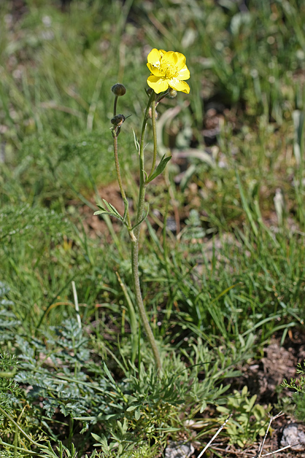 Изображение особи Ranunculus regelianus.