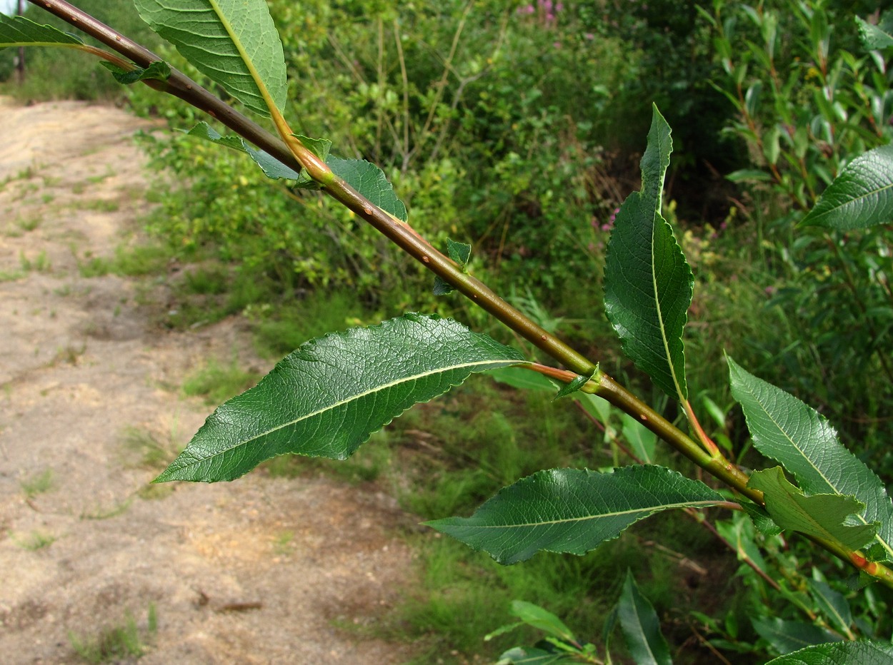 Image of Salix &times; tetrapla specimen.