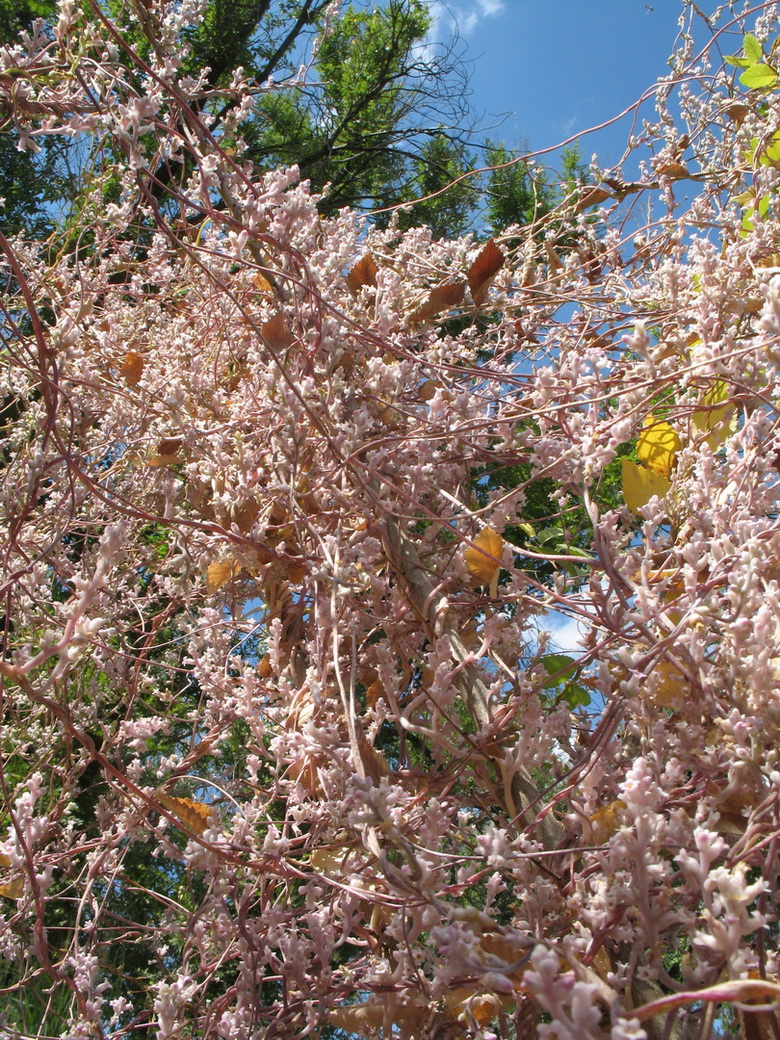 Изображение особи Cuscuta lehmanniana.