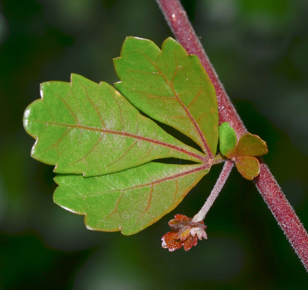 Изображение особи Rhus crenata.