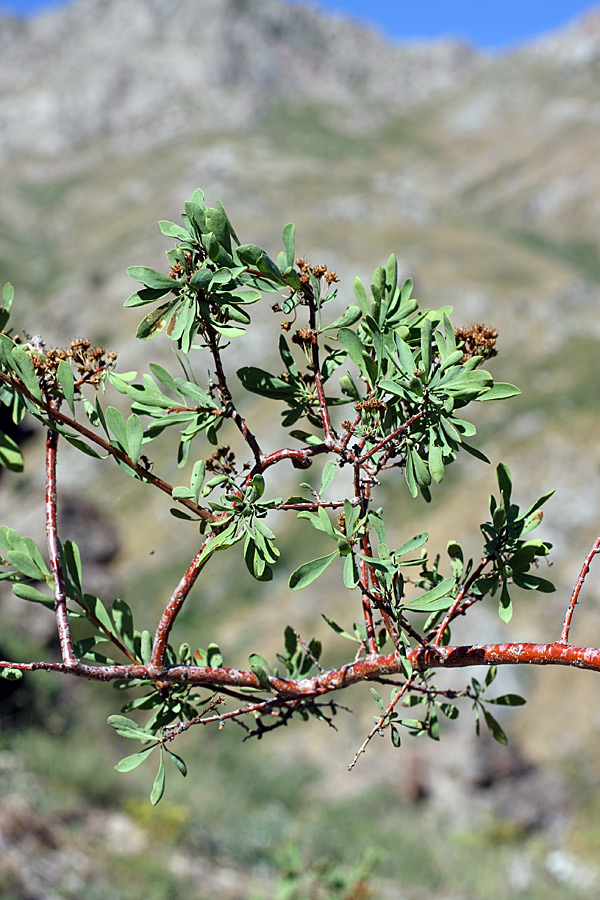 Image of Spiraea hypericifolia specimen.