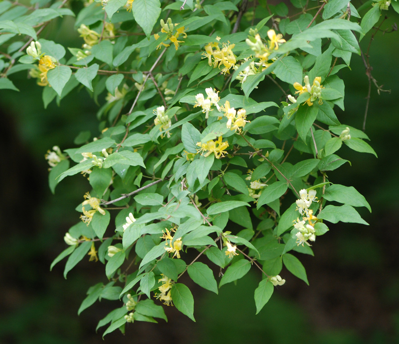 Image of Lonicera chrysantha specimen.