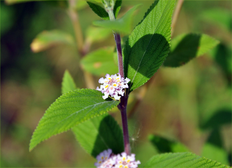 Image of Lippia alba specimen.