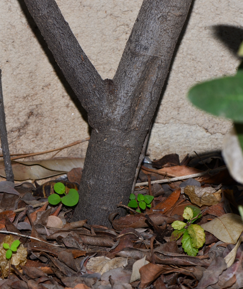 Image of Heteromeles arbutifolia specimen.