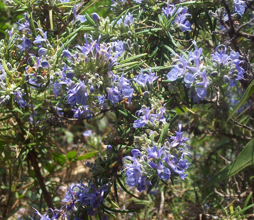 Image of Rosmarinus officinalis specimen.