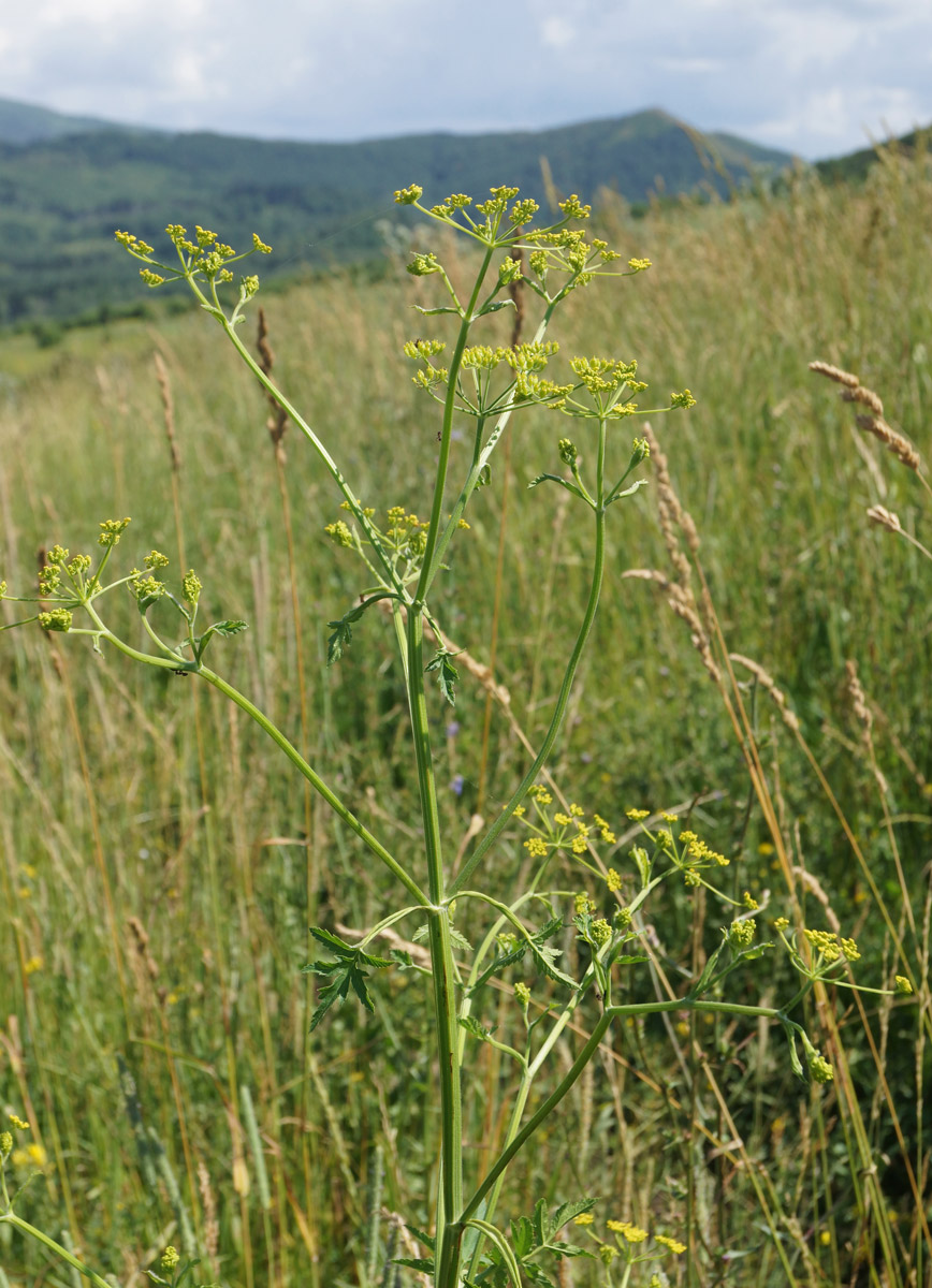 Изображение особи Pastinaca sylvestris.