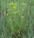 Potentilla acervata