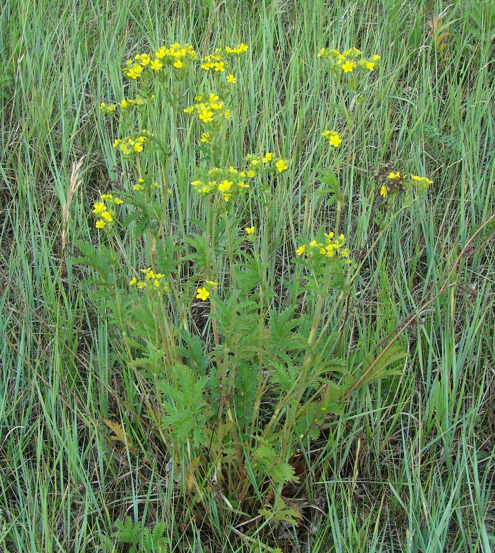 Image of Potentilla acervata specimen.