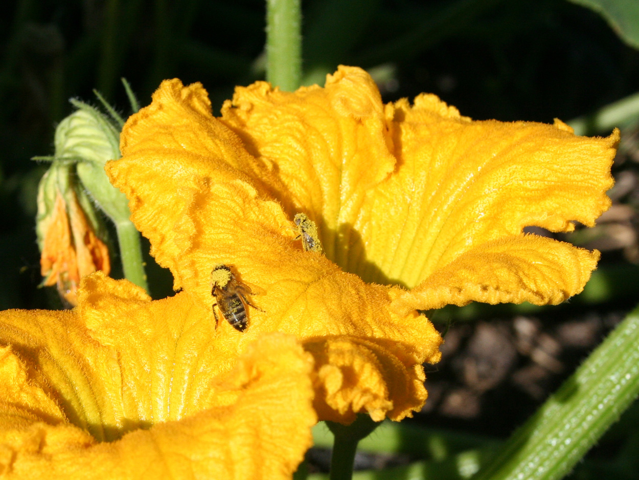 Image of Cucurbita maxima specimen.