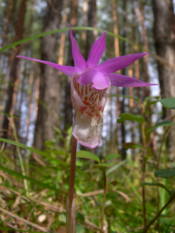 Изображение особи Calypso bulbosa.