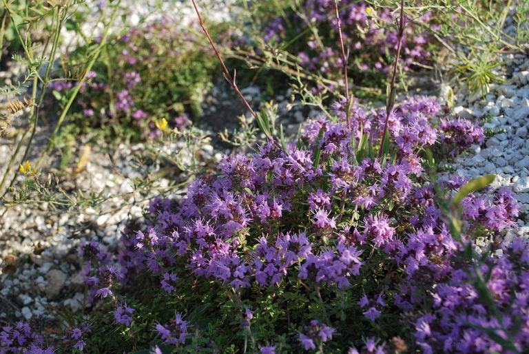 Изображение особи Thymus dubjanskyi.