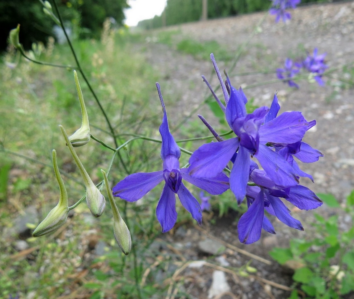 Image of Delphinium consolida specimen.