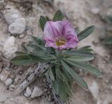 Convolvulus dorycnium