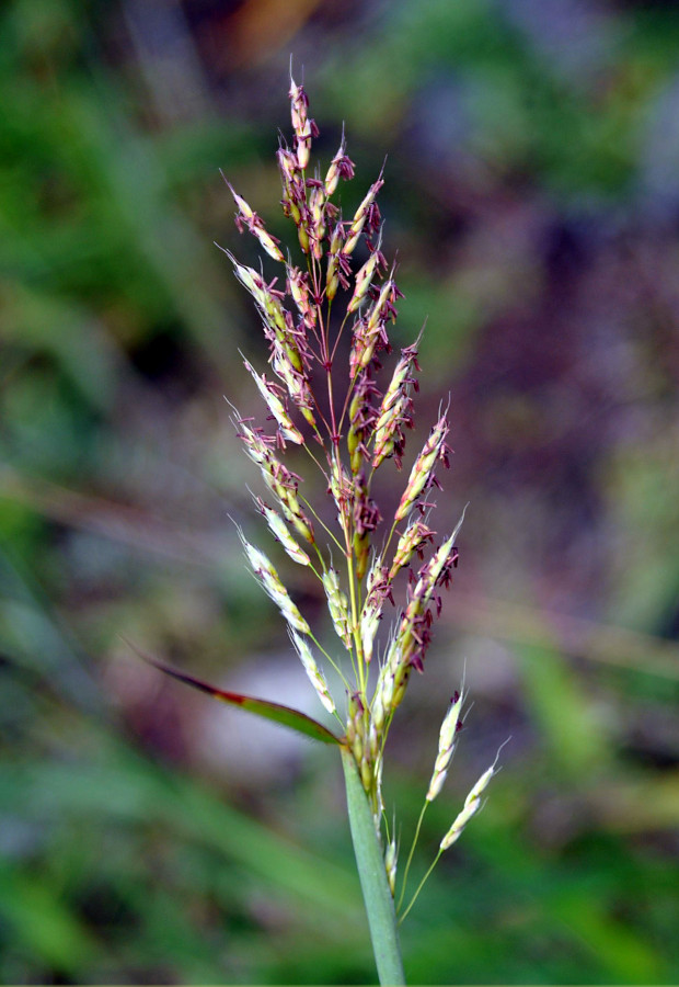 Image of Spodiopogon sibiricus specimen.