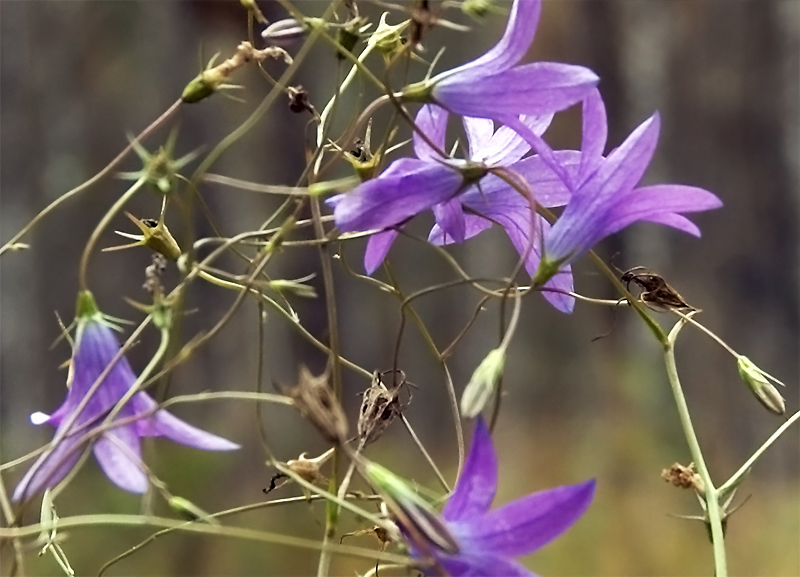 Изображение особи Campanula patula.