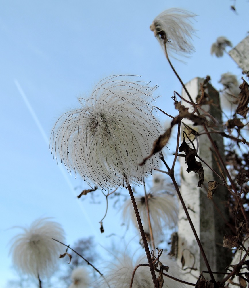 Изображение особи Clematis tangutica.