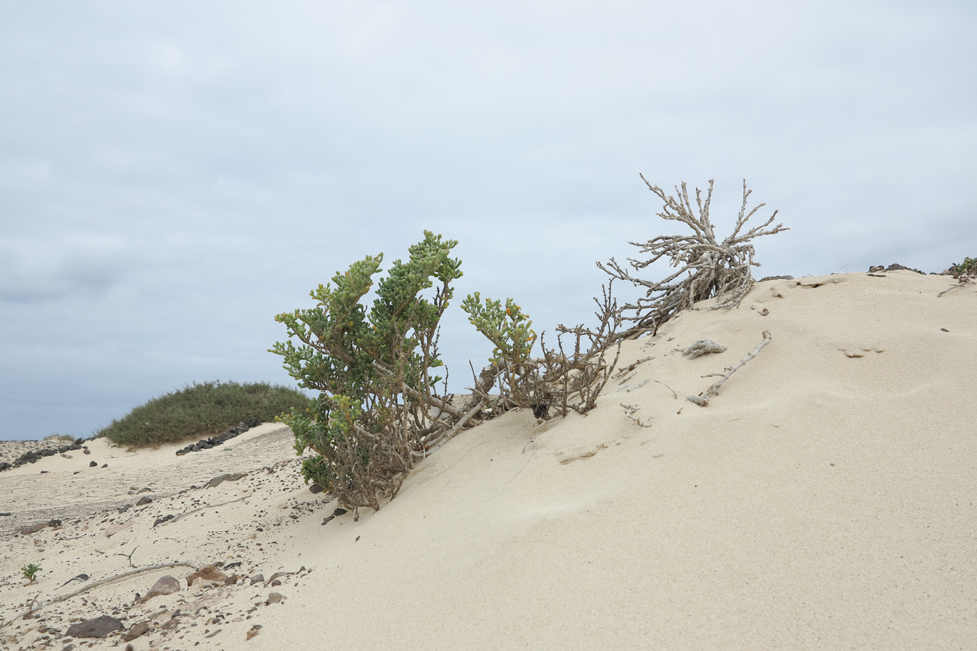 Image of Tetraena fontanesii specimen.