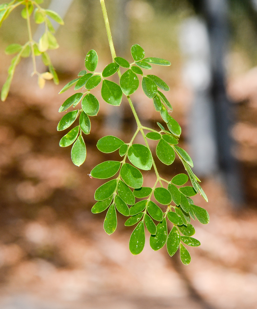 Изображение особи Moringa oleifera.