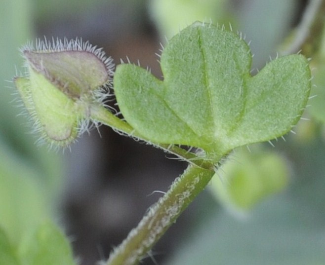 Image of Veronica triloba specimen.