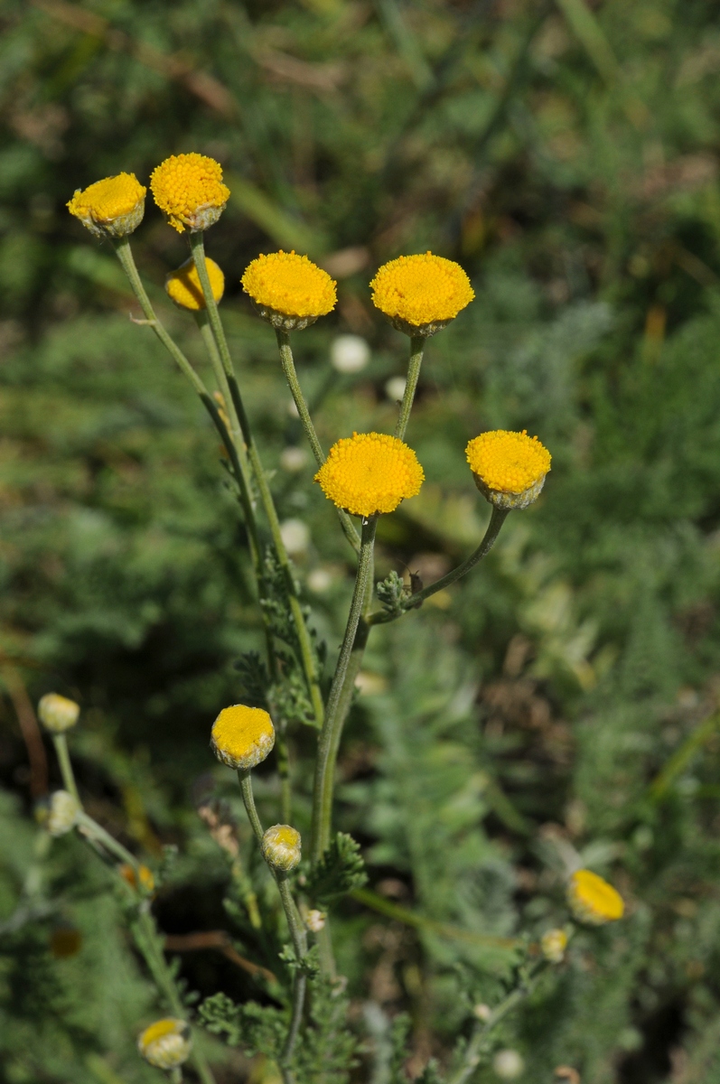 Image of Tanacetum turlanicum specimen.