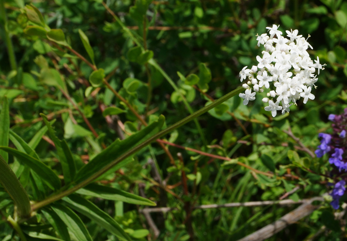 Image of Valeriana dubia specimen.