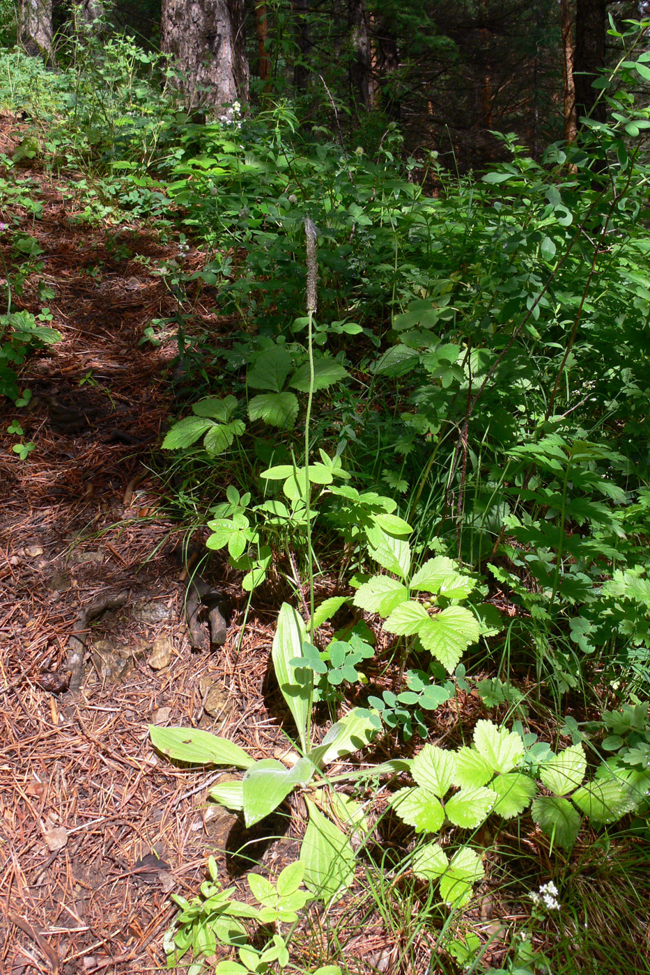 Image of Plantago urvillei specimen.