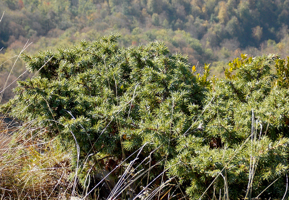 Image of Juniperus hemisphaerica specimen.