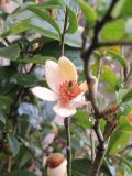 genus Magnolia. Веточка с цветком. Китай, Гуанси-Чжуанский автономный р-н, деревня Мингши. 5 марта 2016 г.