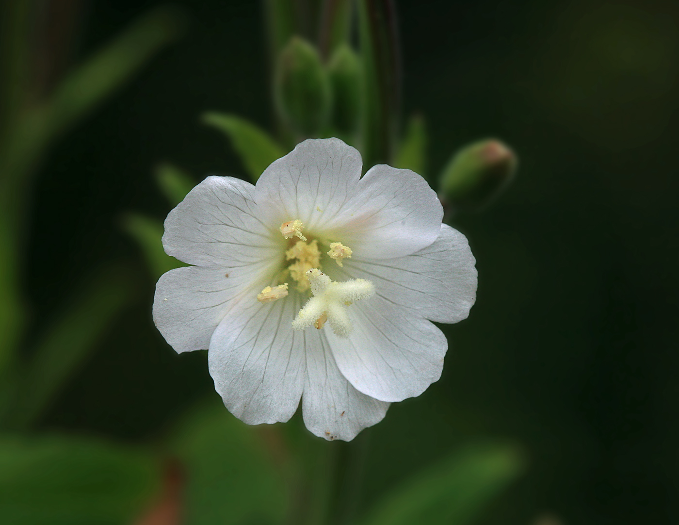 Image of Epilobium hirsutum specimen.