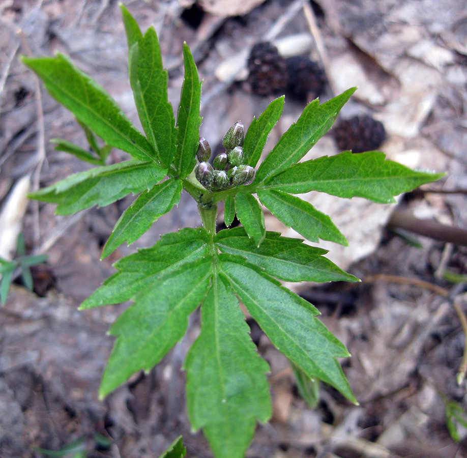 Image of Cardamine quinquefolia specimen.