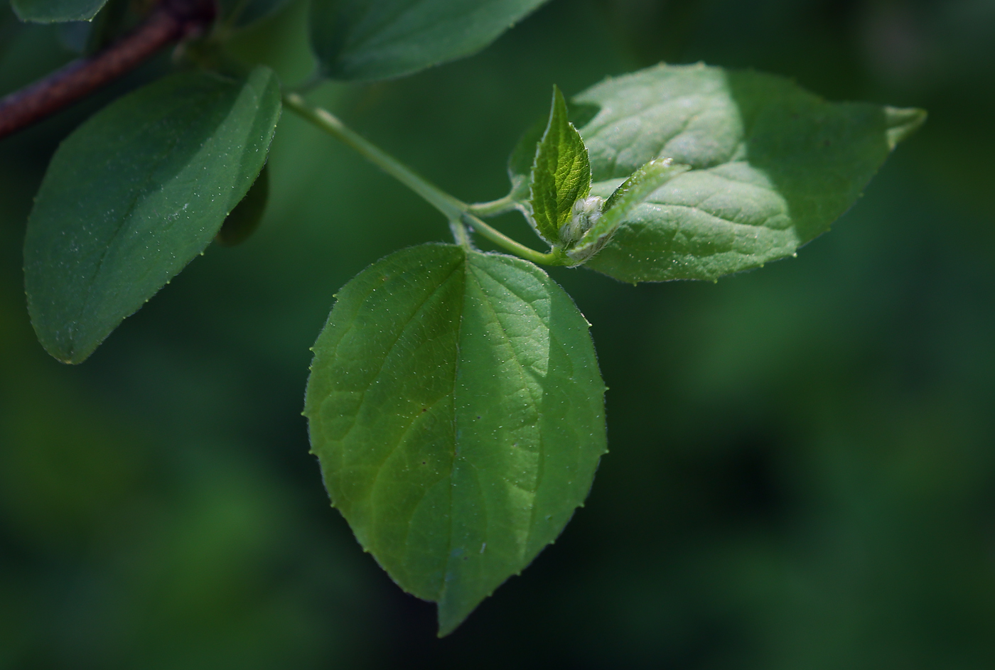 Image of Philadelphus coronarius specimen.