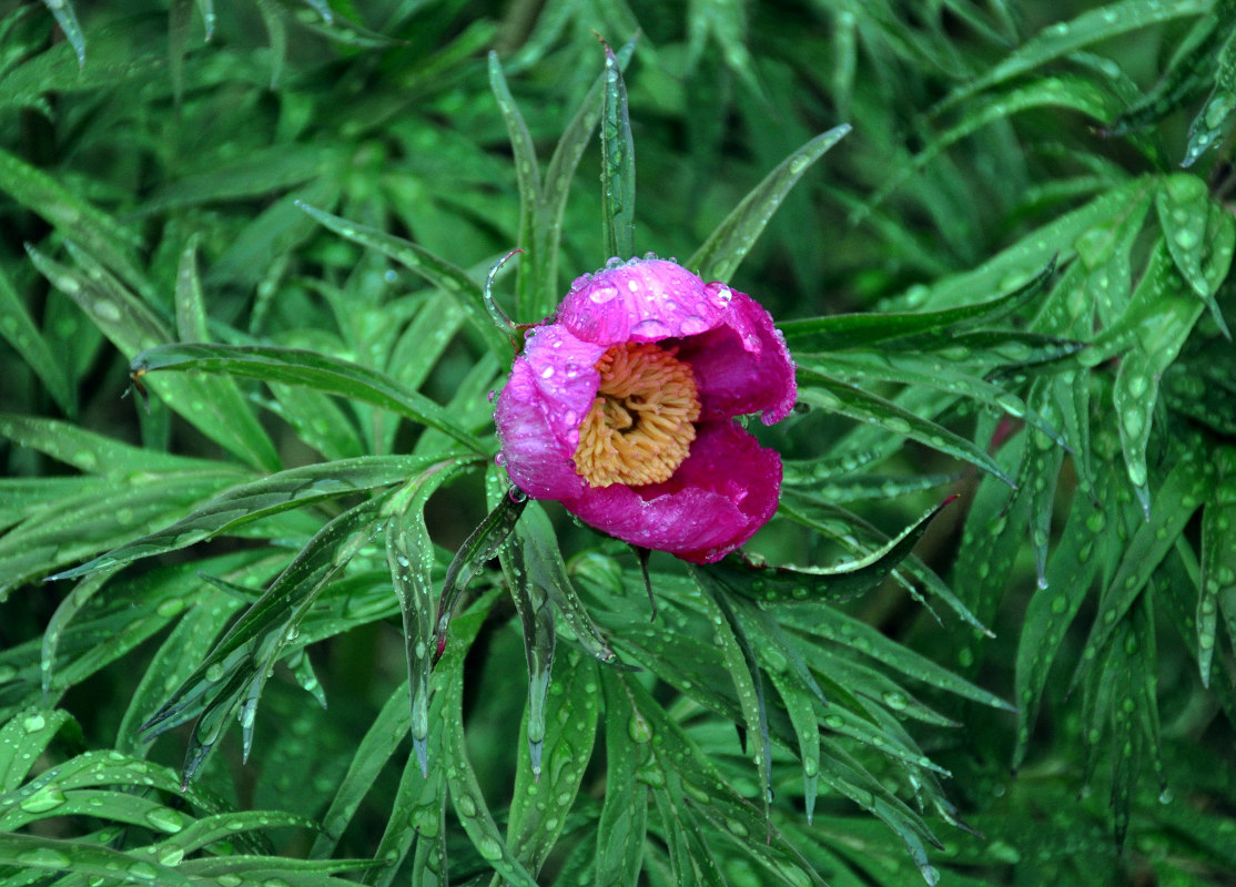 Image of Paeonia anomala specimen.