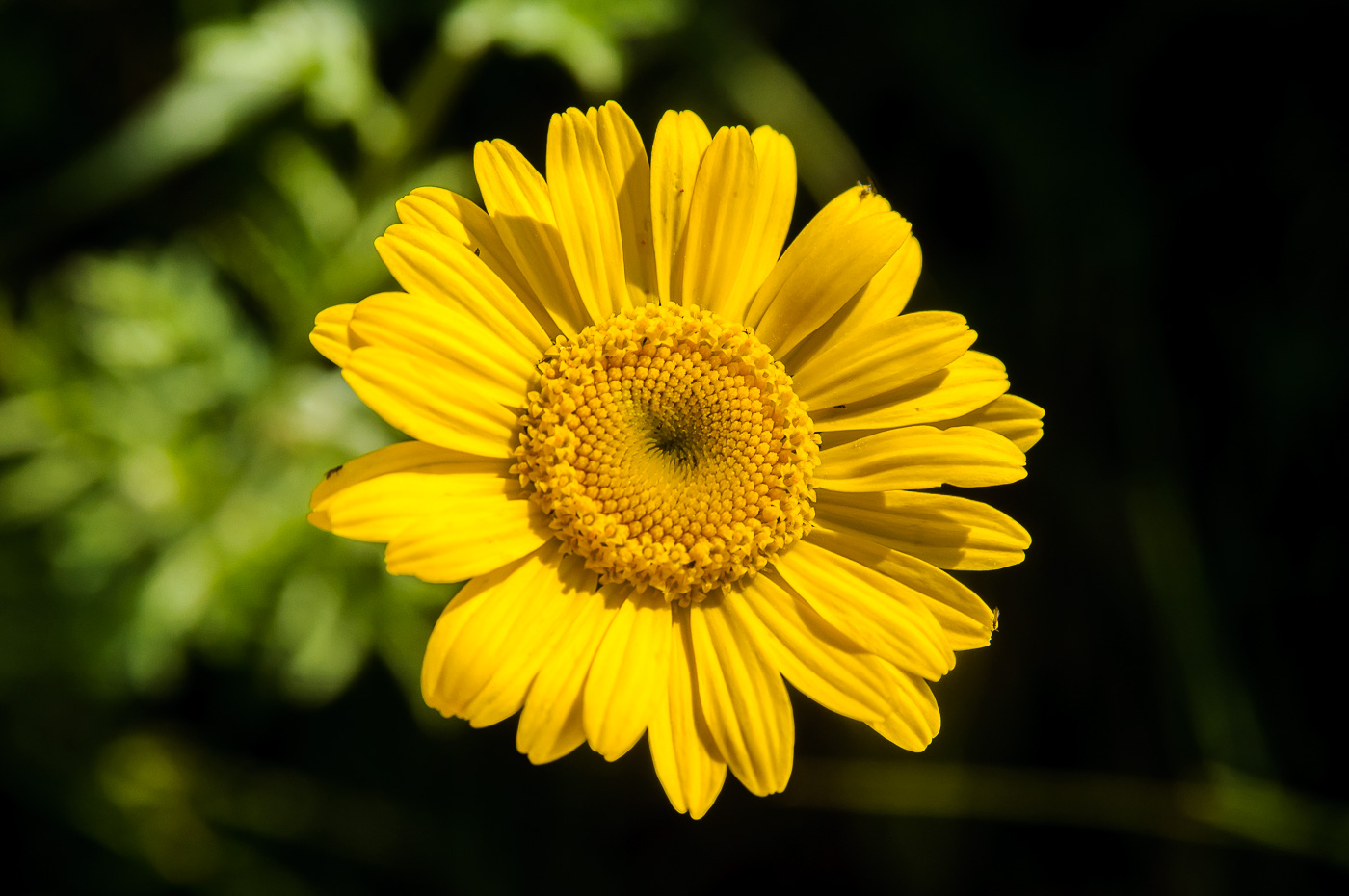 Image of Anthemis tinctoria specimen.