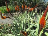 Aloe vryheidensis. Цветущие растения. Австралия, г. Брисбен, ботанический сад. 21.08.2016.