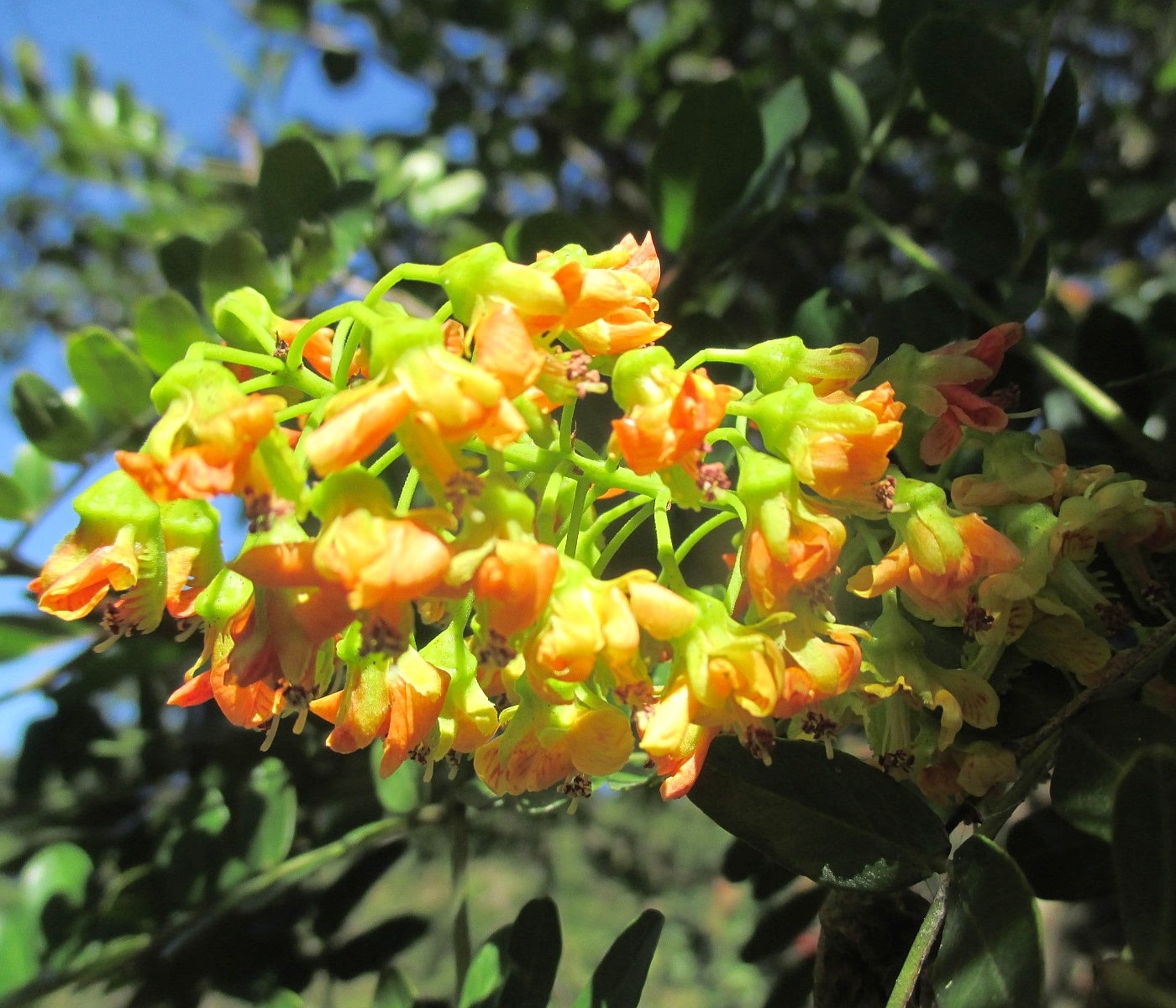 Image of Caesalpinia cacalaco specimen.