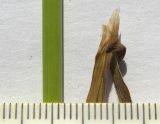 Helictotrichon pubescens