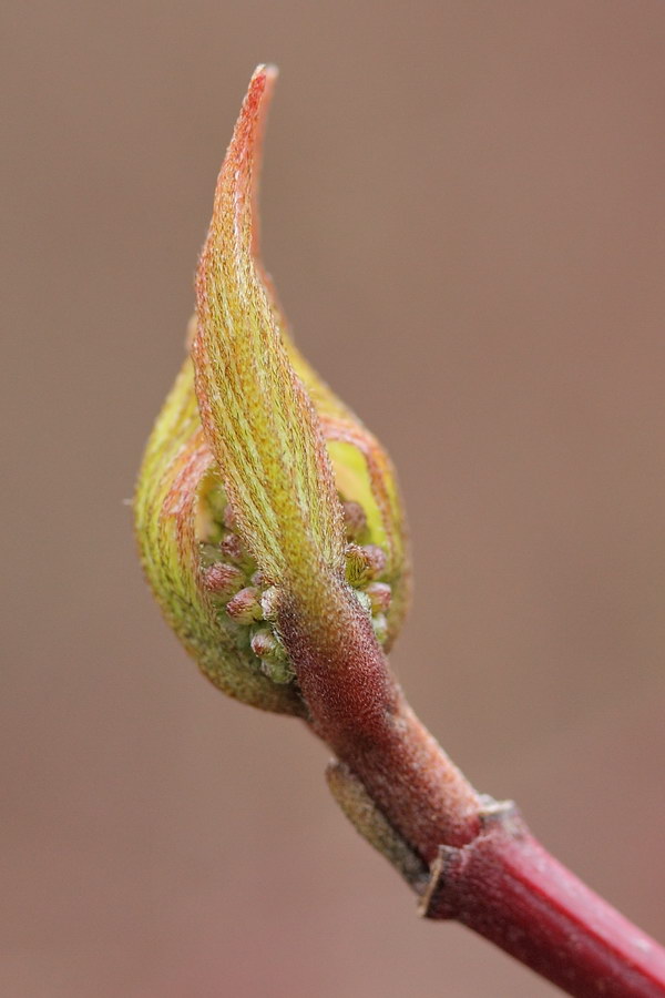 Image of Swida sericea specimen.