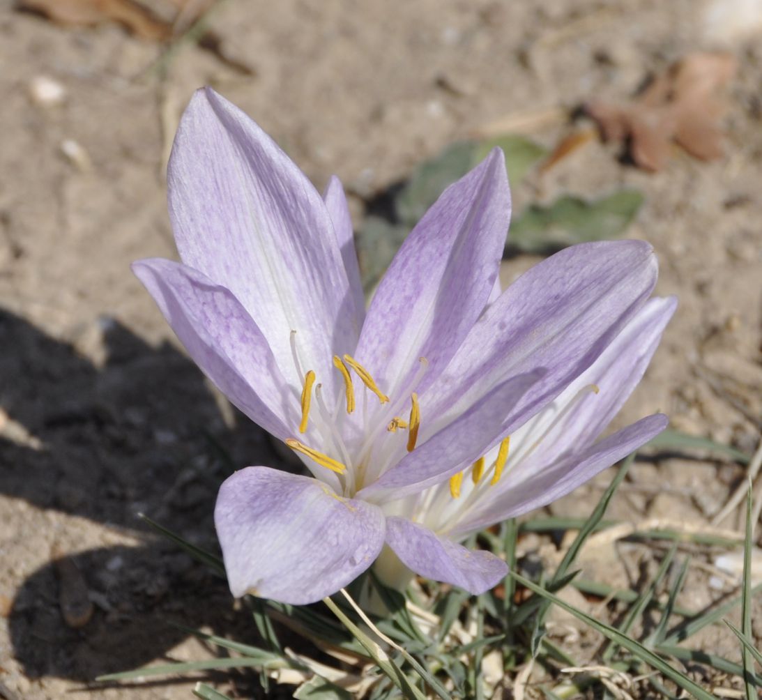 Изображение особи Colchicum chalcedonicum.