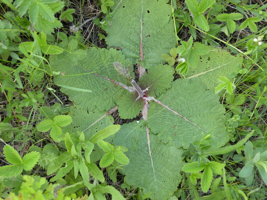 Image of Salvia revelata specimen.