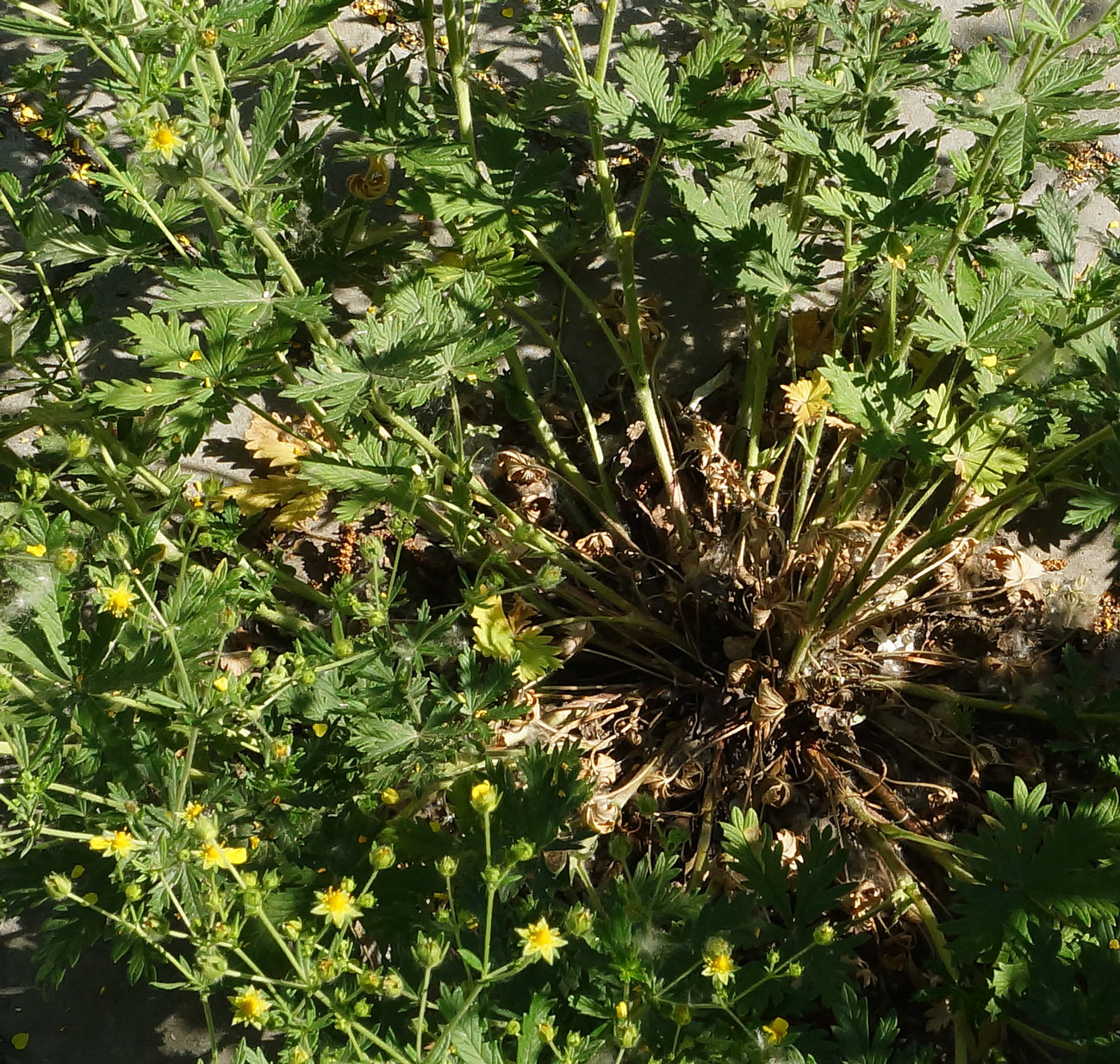 Изображение особи Potentilla canescens.