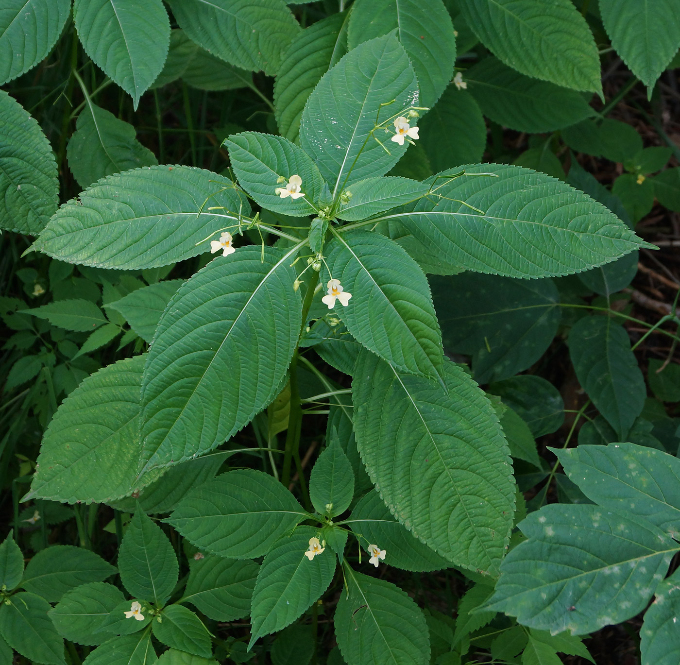 Image of Impatiens parviflora specimen.