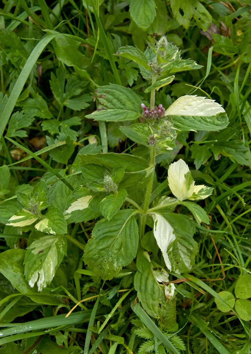 Image of Mentha &times; dalmatica specimen.