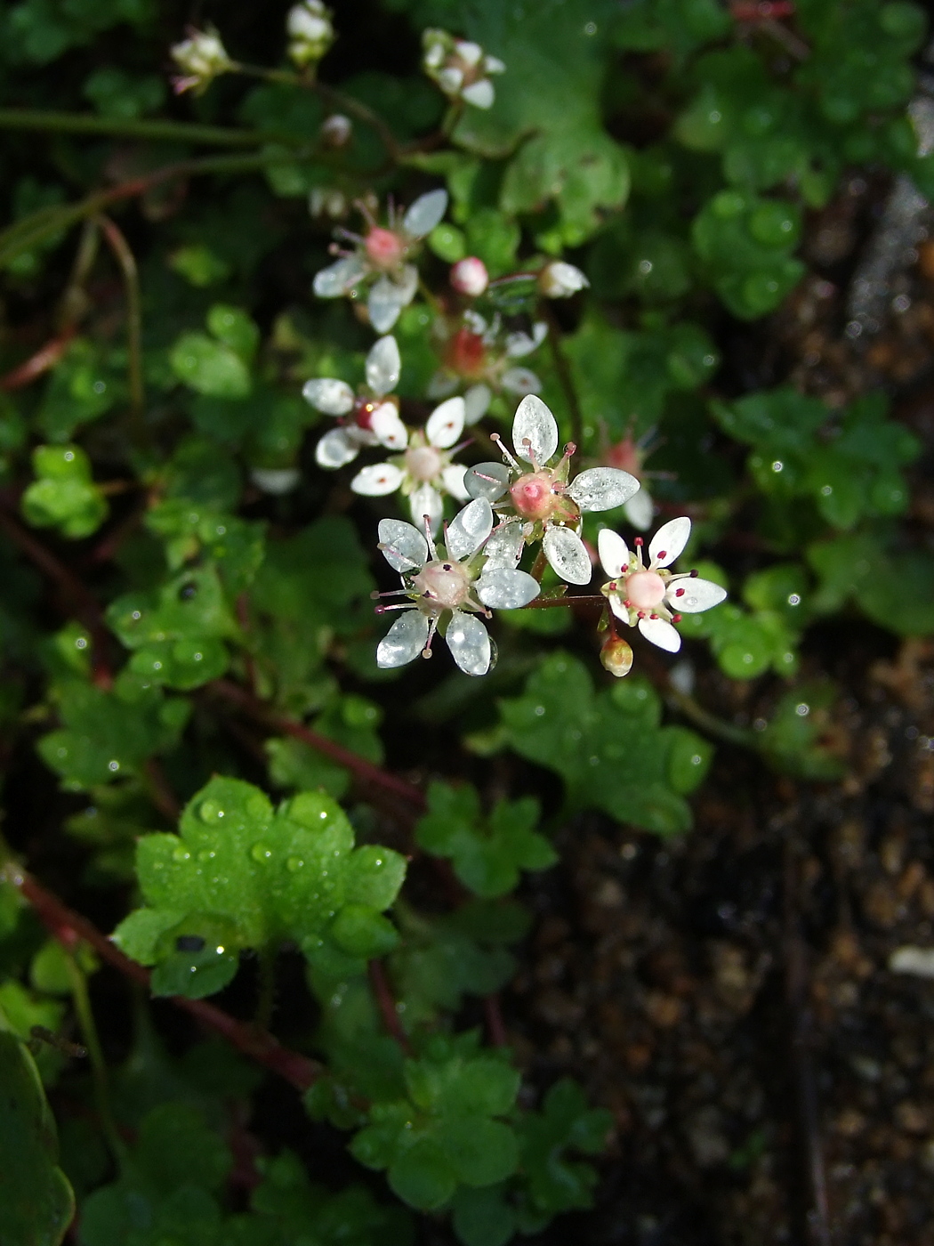 Image of Micranthes nudicaulis specimen.